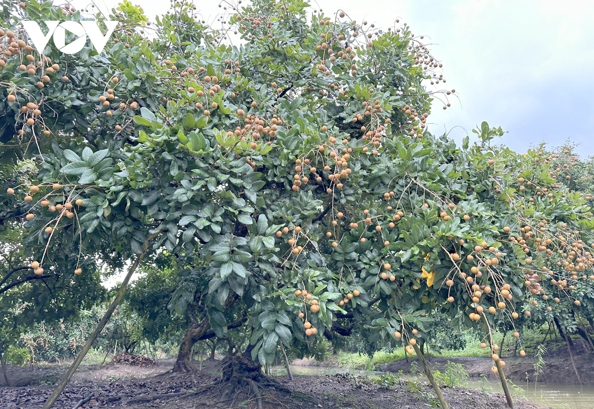 can tho exports first batch of longan to us and australia picture 7