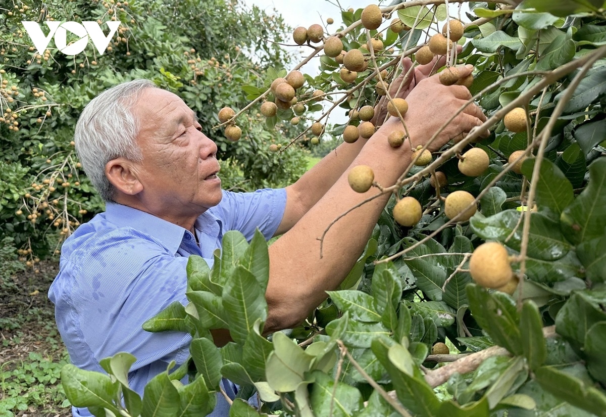 can tho exports first batch of longan to us and australia picture 9