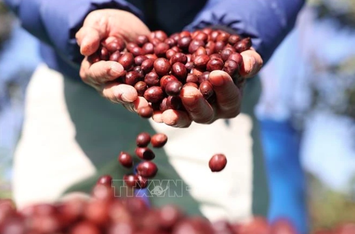 vietnam s arabica promoted at world of coffee copenhagen picture 1
