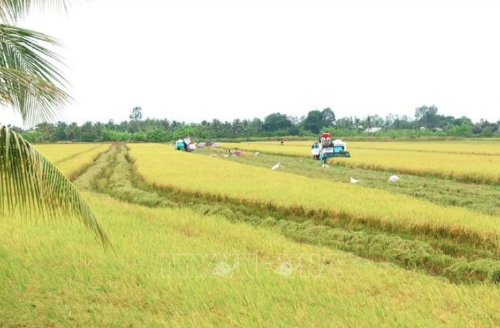 quality varieties spur vietnamese rice industry s growth experts picture 1
