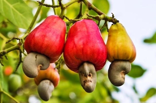 cambodia is vietnam s largest source of cashew nuts picture 1