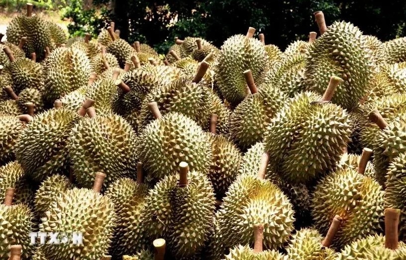 insiders optimistic about durian export to china picture 1