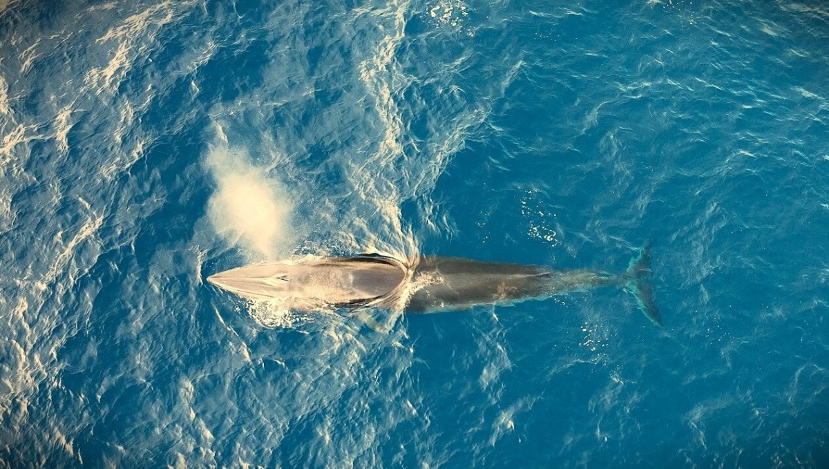 Whales swimming off Binh Dinh believed to bring good fortune to local fishermen