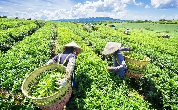tea exports enjoy double-digit growth in first half picture 1