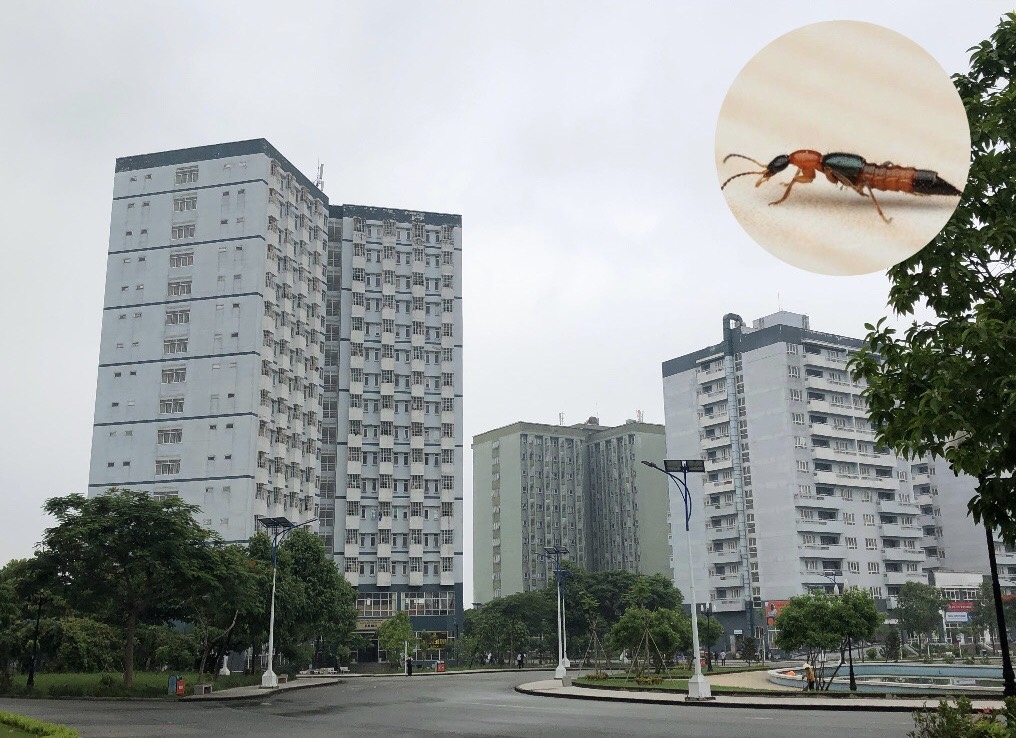 Kiến ba khoang lại “tấn công” chung cư cao tầng ở TP.HCM