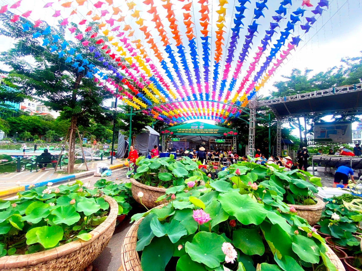hanoi ready to host first ever lotus festival picture 5