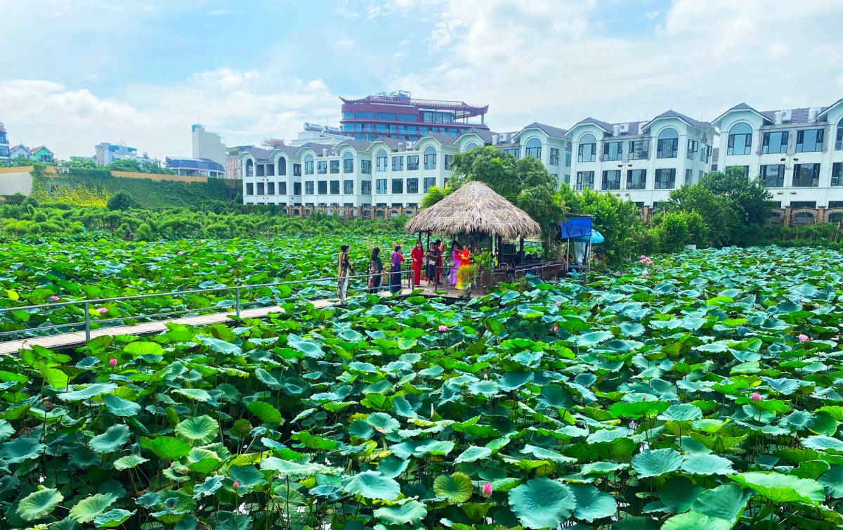 hanoi ready to host first ever lotus festival picture 7