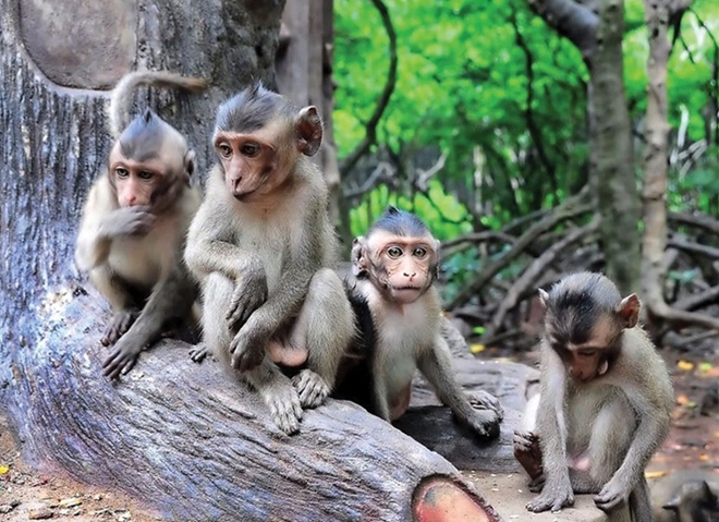 vietnamese businesses to export monkeys to china picture 1