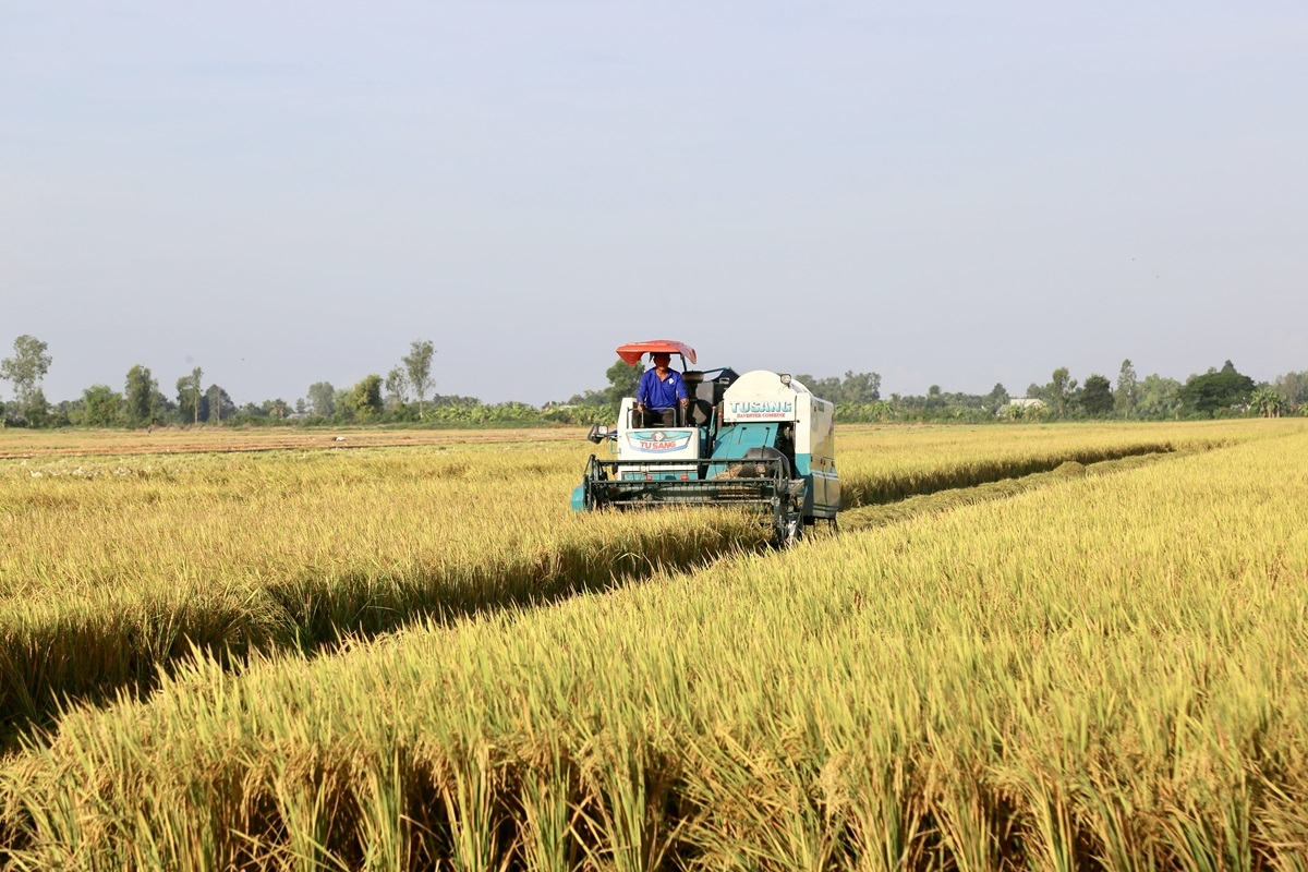Đề án 1 triệu ha lúa sẽ khắc phục tình trạng canh tác manh mún, nhỏ lẻ
