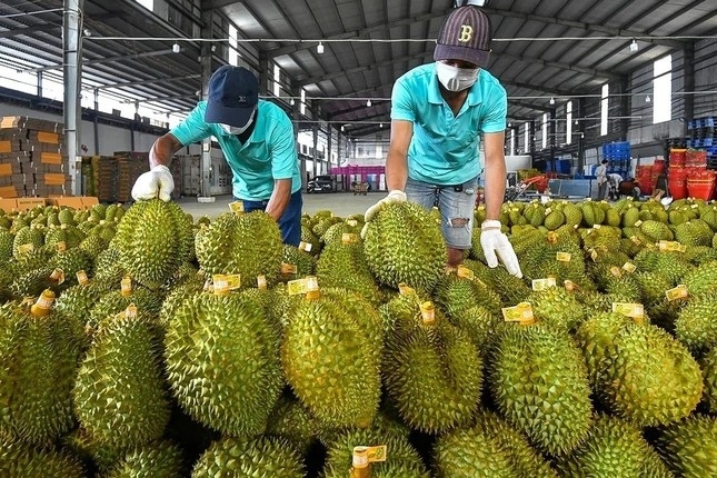 vietnam gets over us 1.3 billion from durian exports in first half picture 1