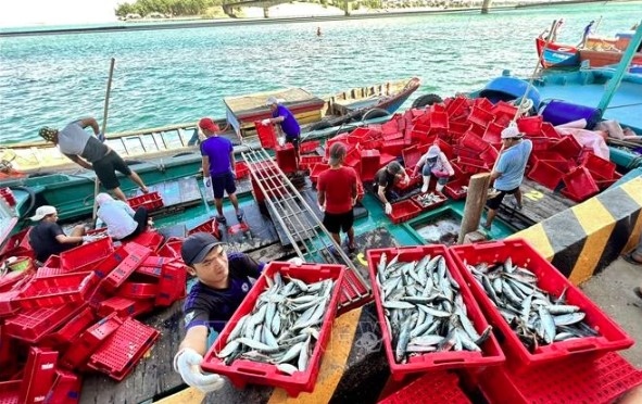 australia shares experience in iuu fishing combat with vietnam picture 1