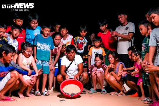 crowd flocks to nhon hai beach for sea turtle hatchlings picture 7