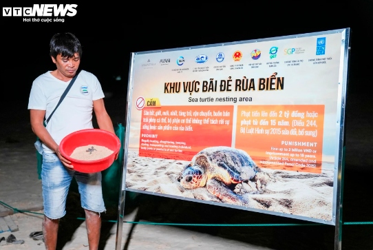 crowd flocks to nhon hai beach for sea turtle hatchlings picture 9