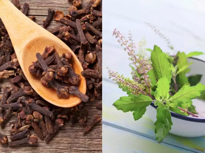 Kết hợp đinh hương và hương nhu giúp điều chỉnh lượng đường trong máu?
