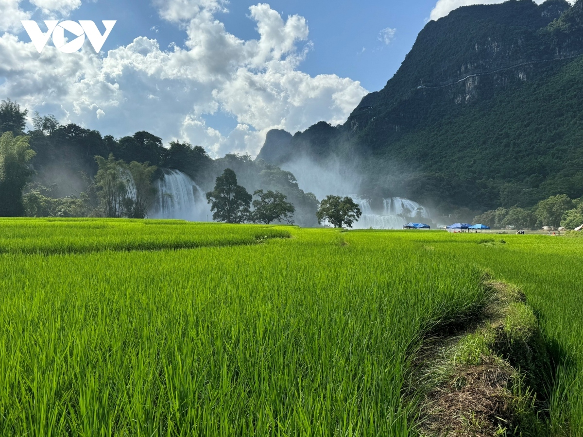 discovering ban gioc waterfall - one of the most beautiful worldwide picture 2