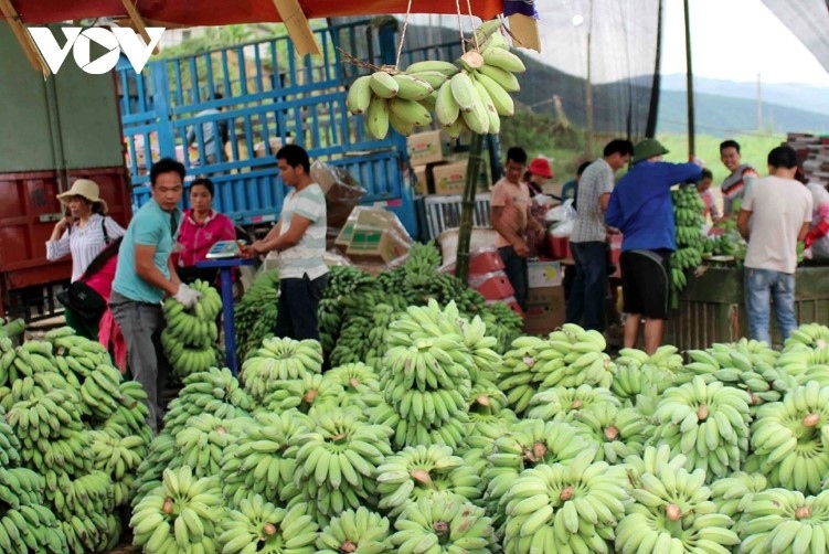 vietnam becomes largest banana exporter to chinese market picture 1