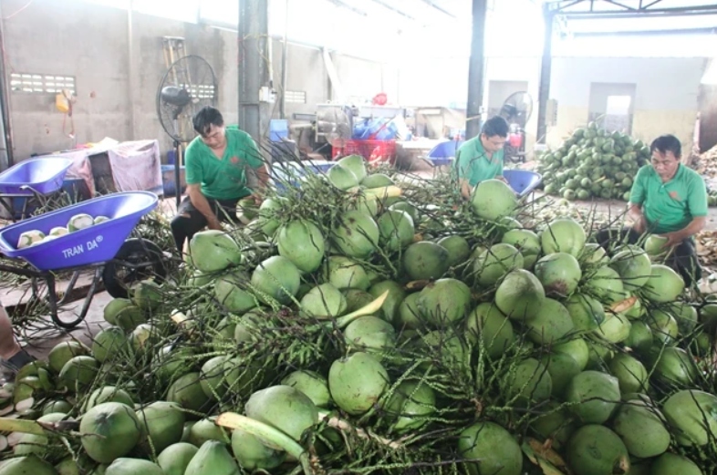 coconut export forecast to hit us 1 billion this year picture 1