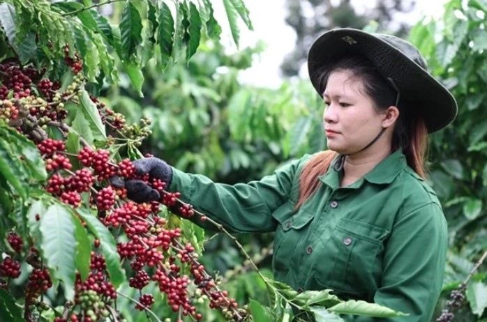 vietnam s coffee market share in traditional markets increases picture 1