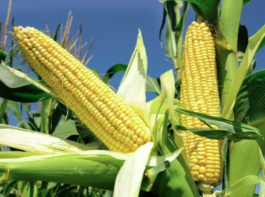 argentina becomes largest corn supplier to vietnamese market picture 1