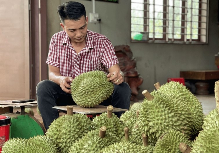 China lacks durian growing areas, VN’s exports reach record high