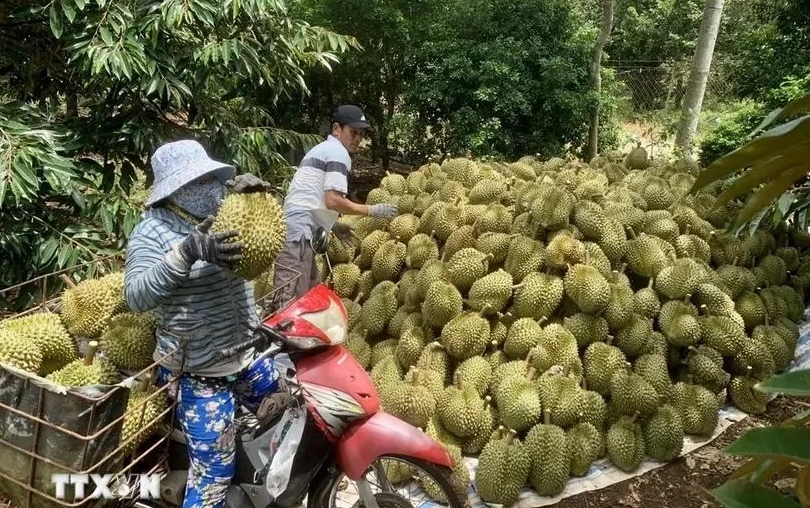 Vietnam targets green, organic, multi-value crop industry