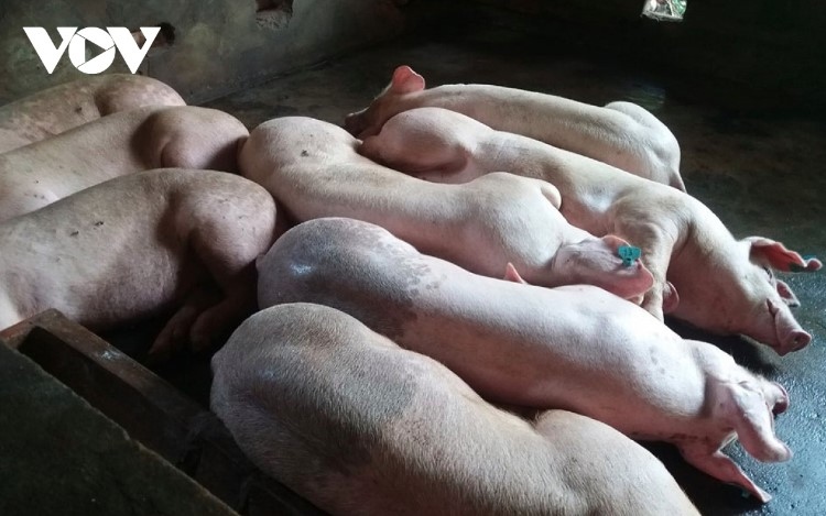 african swine fever wreaks havoc in da nang picture 1