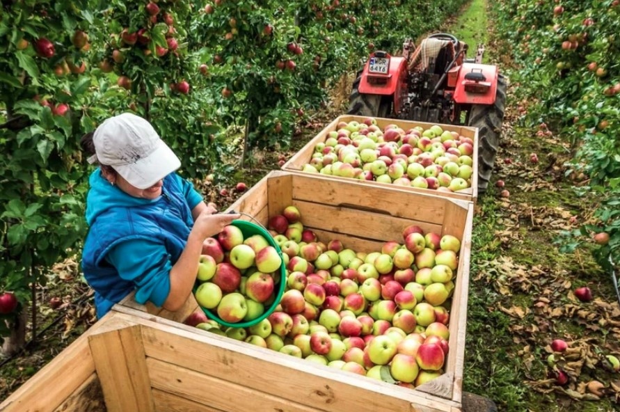 polish agricultural products promoted in vietnam picture 1