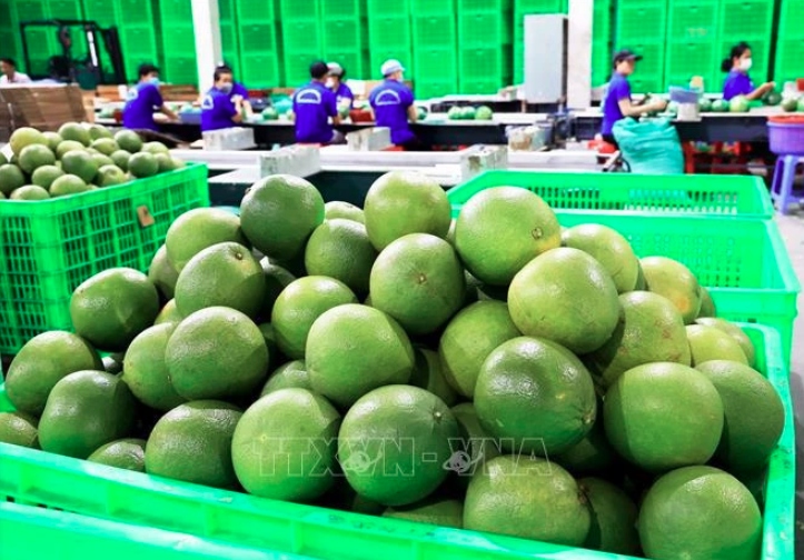 Vietnam’s fresh pomelo licensed to export to RoK