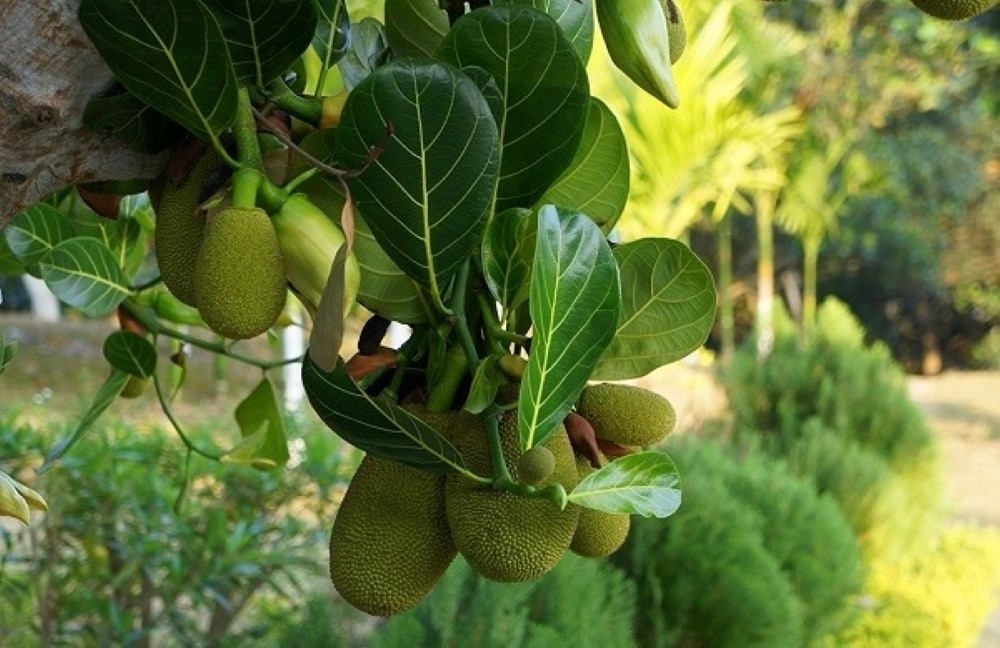 la mit tuong bo di lai la vi thuoc quy, nhieu nguoi ngan ngo vi khong biet som hinh anh 1