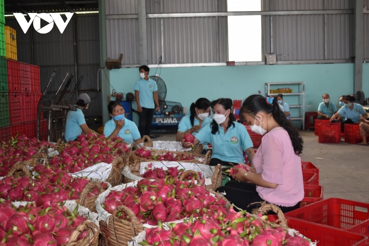 rok emerges as second largest importer of vietnamese fruit and vegetables picture 1