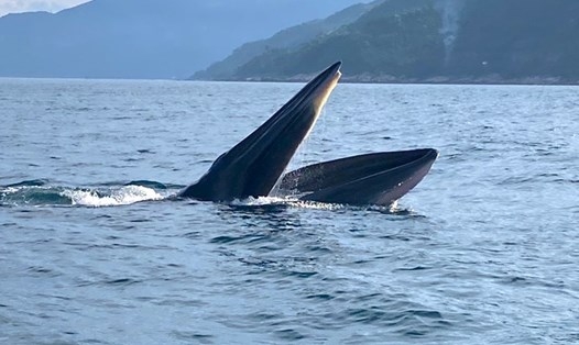 Two whales spotted hunting off Phu Yen coast