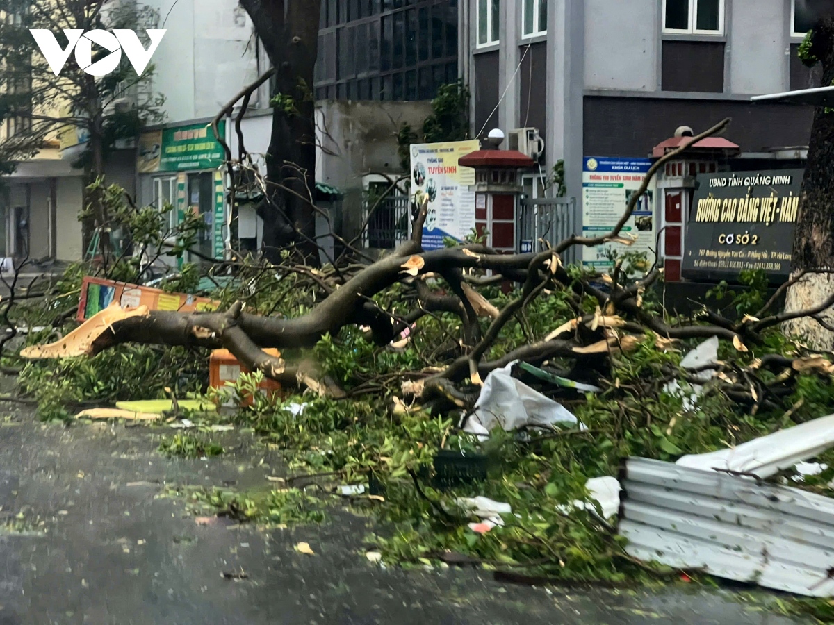 quang ninh devastated as yagi makes landfall picture 6