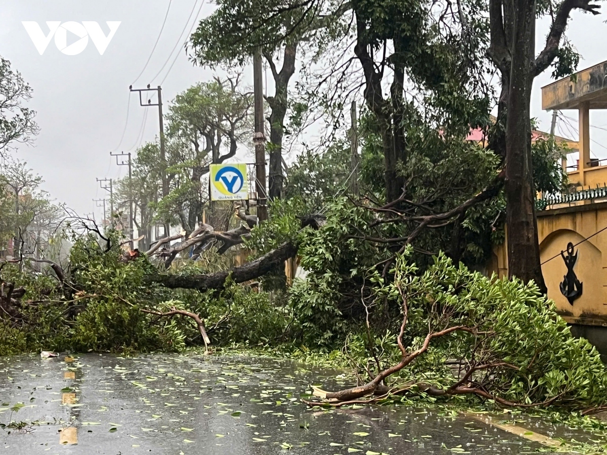 quang ninh devastated as yagi makes landfall picture 8