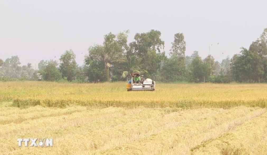 regional forum seeks solutions to challenges in rice value chain development picture 1