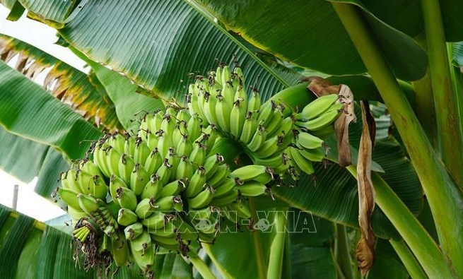 hi-tech banana farming bears fruit in rural district of binh duong picture 1