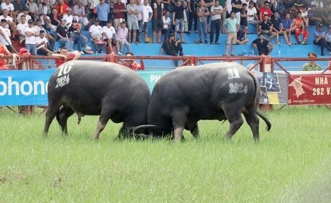 2024 Do Son buffalo fighting festival held