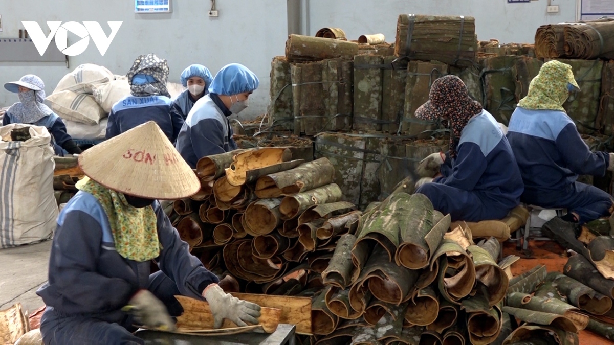 vietnam earns us 22.9 million from cinnamon exports in august picture 1