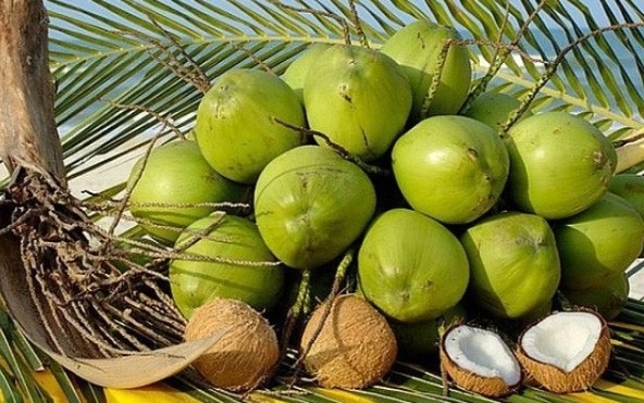 vietnam s coconut exports to rise remarkably thanks to shipments to china picture 1