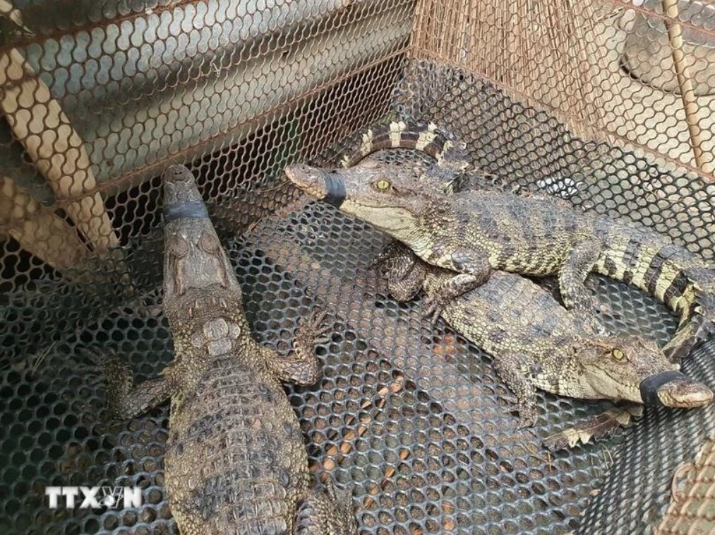 great opportunity for sustainable development of crocodile farming picture 1