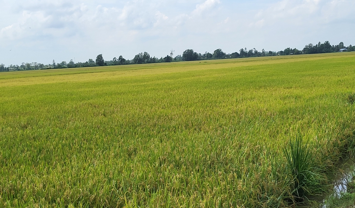 Giá lúa cao, nông dân Hậu Giang phấn khởi xuống giống vụ lúa Thu Đông