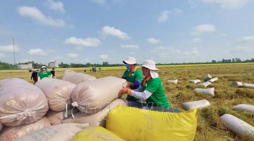 rice exports top 6.1 million tonnes in eight months picture 1