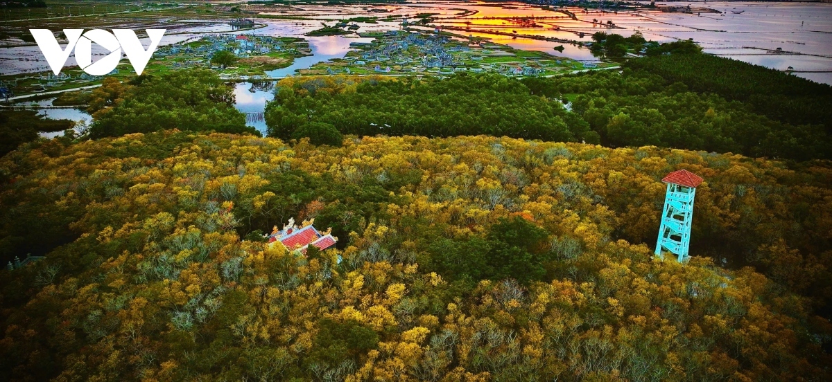 ru cha mangrove forest - a tourist destination in thua thien-hue picture 7