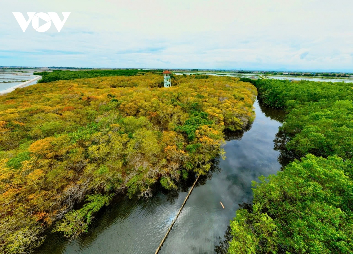 ru cha mangrove forest - a tourist destination in thua thien-hue picture 2