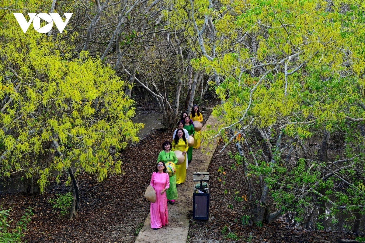 ru cha mangrove forest - a tourist destination in thua thien-hue picture 10