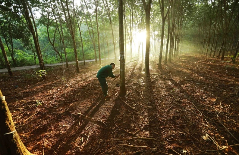 vietnamese firms urged to quickly adapt to eu deforestation regulation picture 1