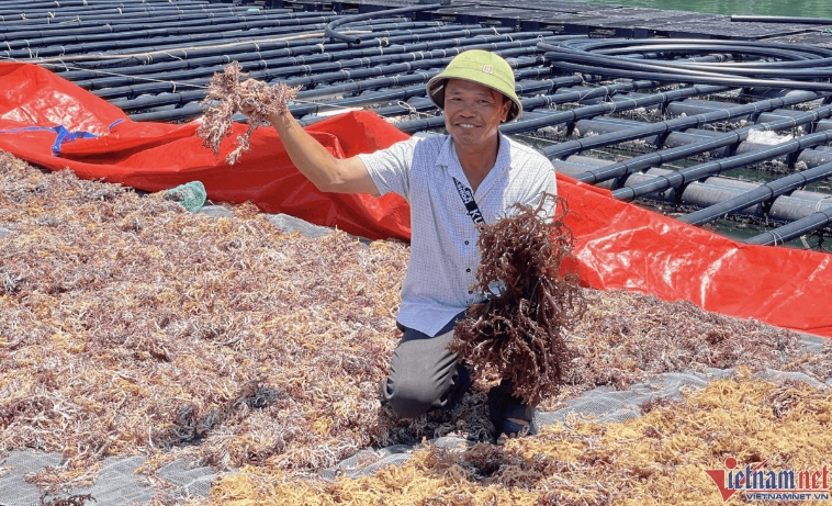 vietnam to exploit seawwed reserves, a giant carbon reservoir picture 1