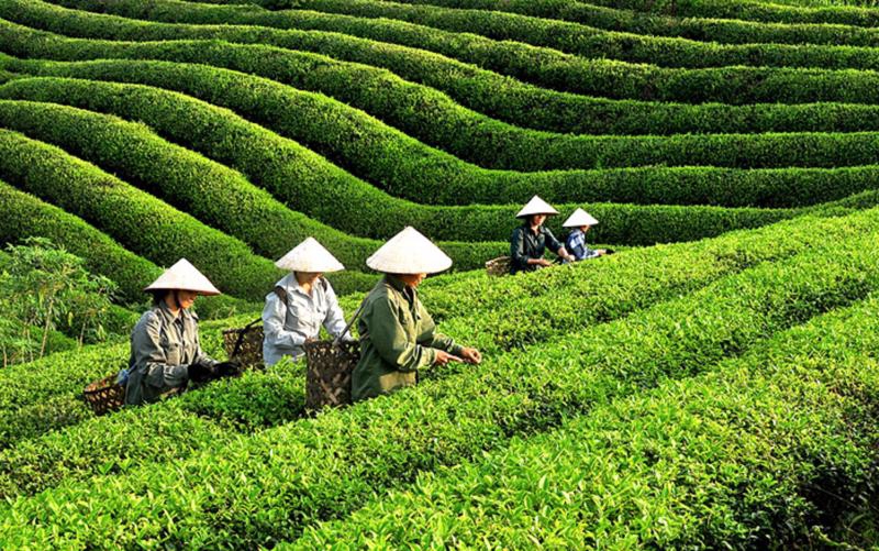 vietnam grosses over us 162 million from tea exports picture 1