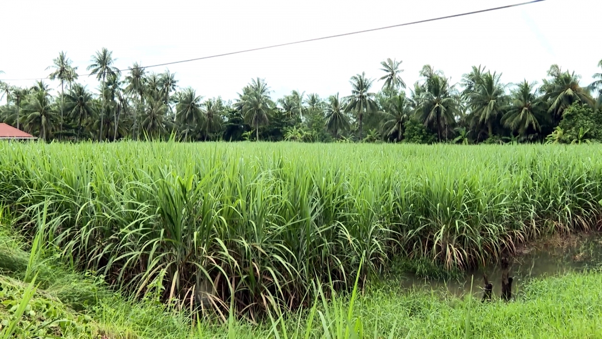 dien tich mia o tra vinh tang tro lai, nha may van lo thieu nguyen lieu hinh anh 4