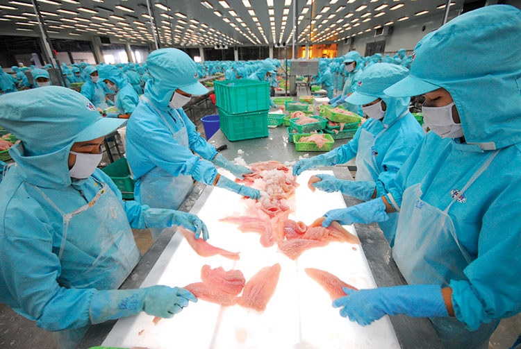 pangasius exports skyrocket, likely to fulfill us 2 billion export target picture 1