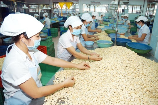 vietnam emerges as largest importer of cashew nuts from cambodia picture 1